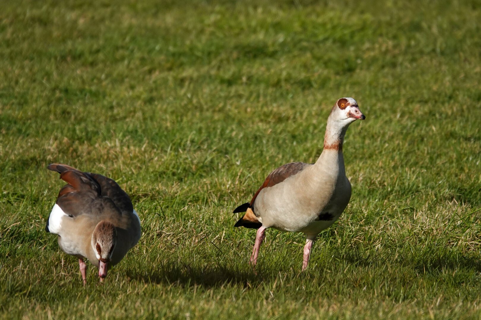 What’s up!?

#Birds #Featherverse #BirdsOfFediverse #BirdsOfMastodon