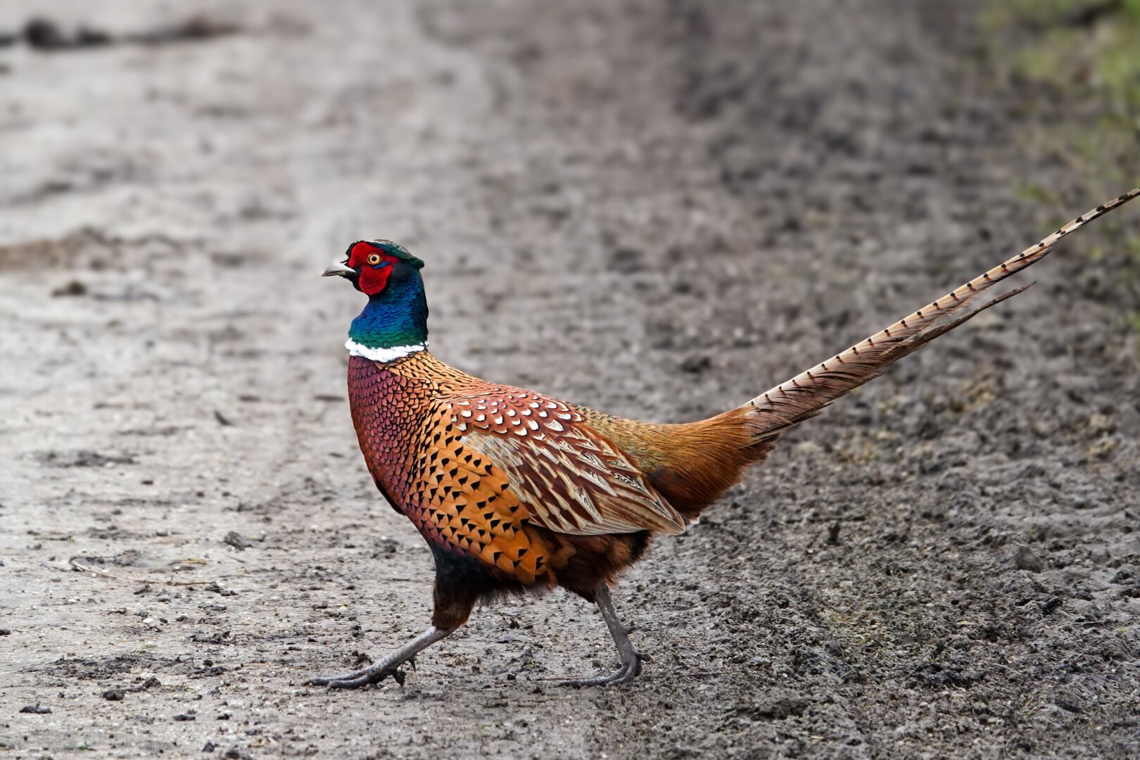 Nothing common about this Common Pheasant. Pleasant meeting during quiet waddle in the woods

#Birds #Featherverse #BirdsOfFediverse #BirdsOfMastodon