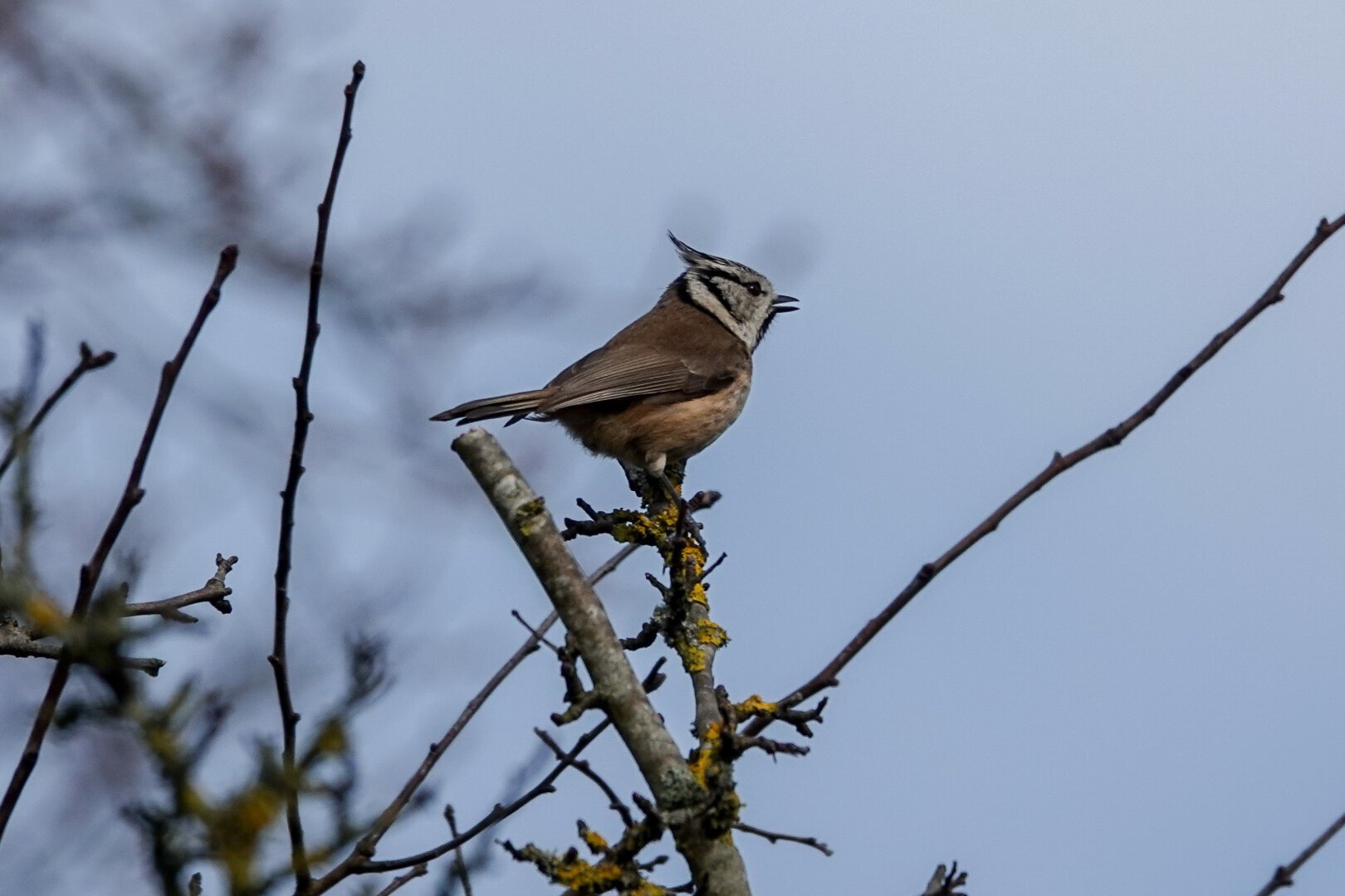 Waddle in the dunes. Stood eye to eye with a small raptor 5 meters away. Much to both our surprise. It flew away immediately. No photo and no time to observe properly. Think it was a sparrow hawk. 

I had more time op serve a European Crested Tit. #Birds #Featherverse #BirdsOfFediverse #BirdsOfMastodon