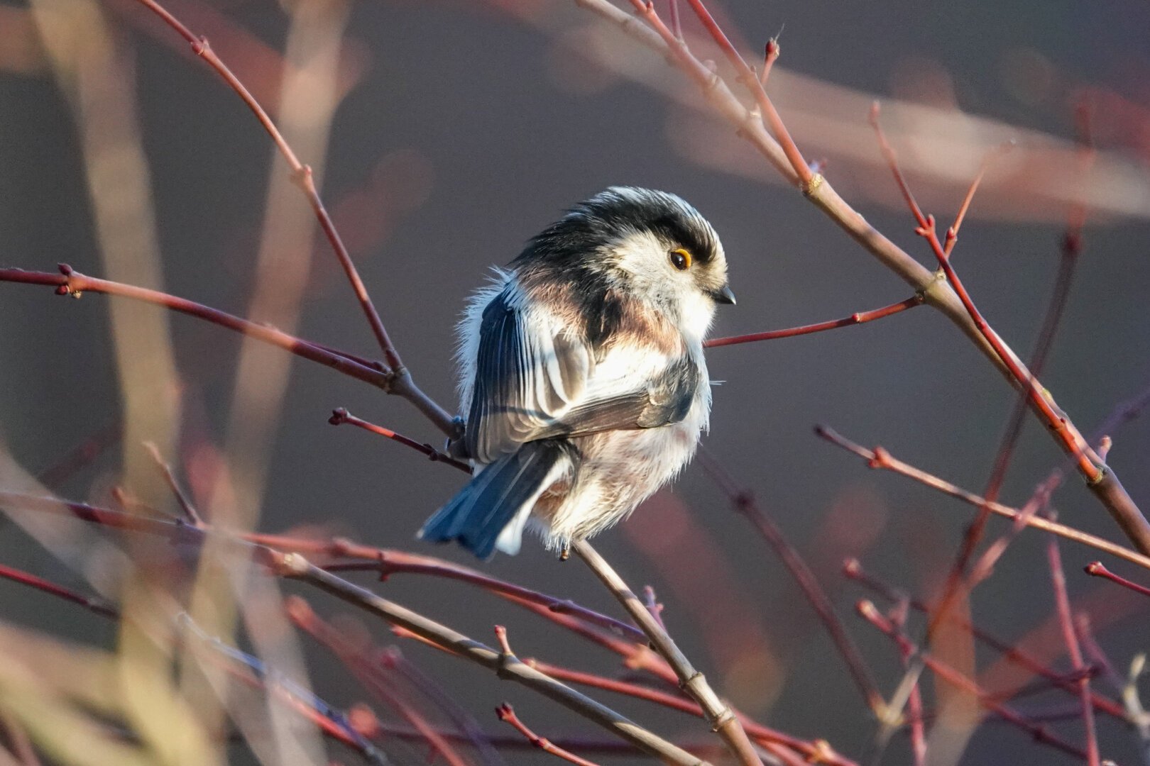 At the home office I heard a not so common bird (in the neighbourhood). I flew down the stairs to photograph the long-tailed tit outside the kitchen window.

#Birds #Featherverse #BirdsOfFediverse #BirdsOfMastodon