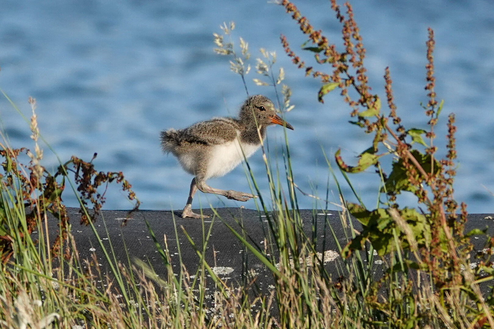 Today’s waddle was a bit quiet. Did meet a family of oystercatchers. Lovely little juveniles with parents 
#WaddleDay

#Bird #Birds #Featherverse #BirdsOfFediverse #BirdsOfMastodon #BirdPhotography #Birding #BirdWatching #Nature #Wildlife #NaturePhotography