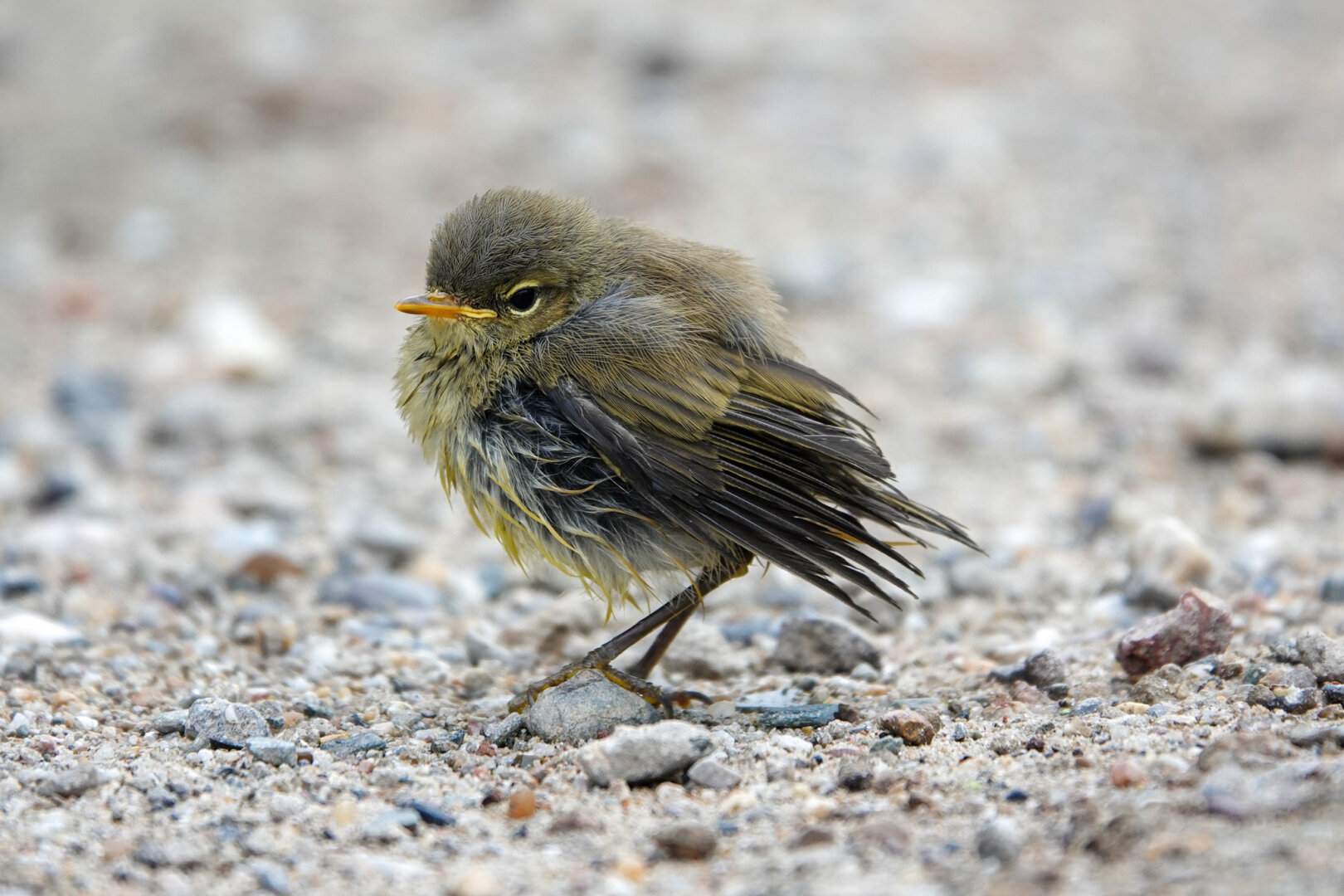 After the rain stopped this juvenile Chiffchaff rested on the footpath. After some efforts it managed to fly away.

#WaddleDay

#Bird #Birds #Featherverse #BirdsOfFediverse #BirdsOfMastodon #BirdPhotography #Birding #BirdWatching #Nature #Wildlife #NaturePhotography
