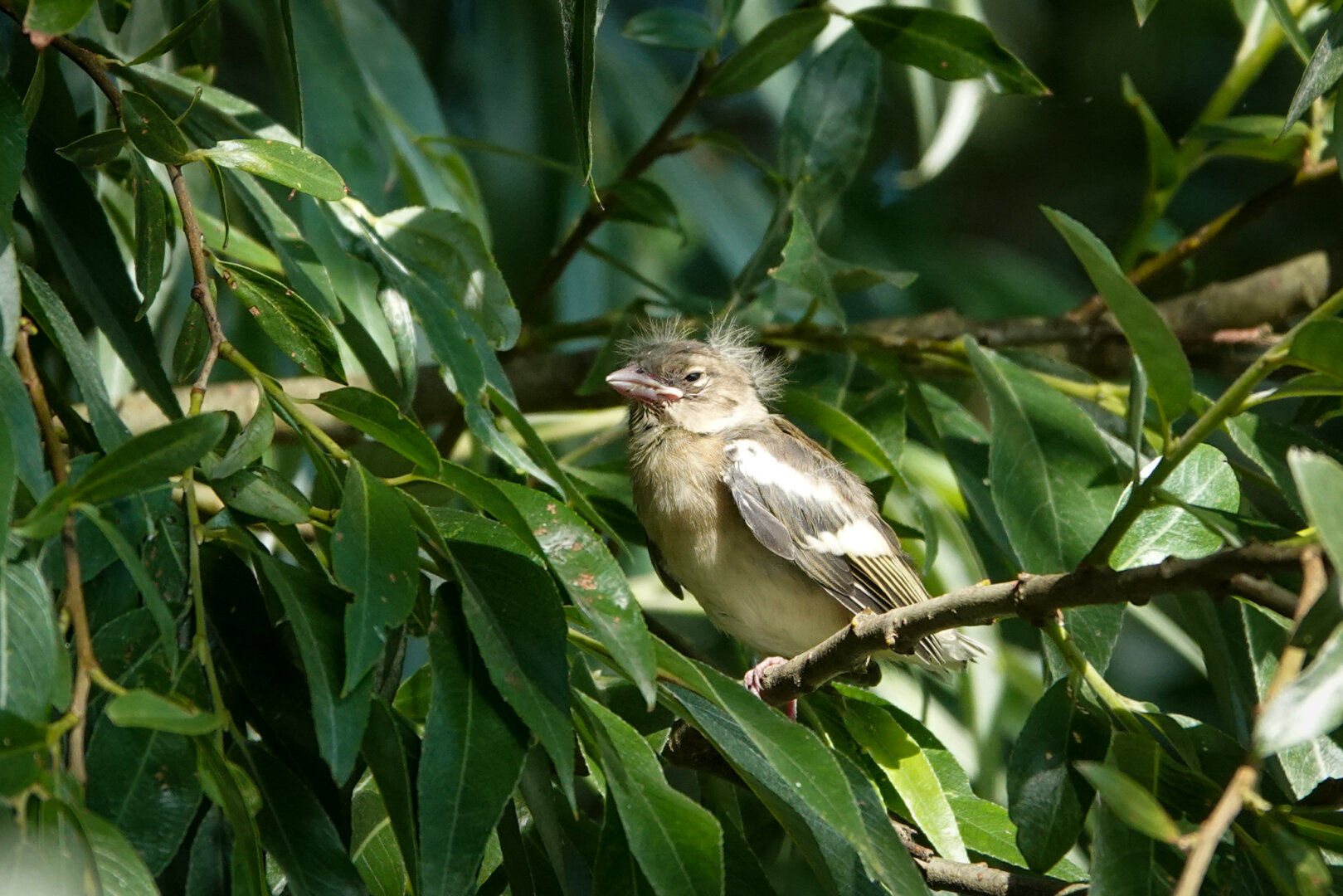 This time of year is wonderful with all the juvenile birds discovering the world. Some already able to find foods themselves, some still needing their parents. Like this juvenile finch waiting for a parent to arrive with food. Adorable.

 #WaddleDay
#Bird #Birds #Featherverse #BirdsOfFediverse #BirdsOfMastodon #BirdPhotography #Birding #BirdWatching #Nature #Wildlife #NaturePhotography