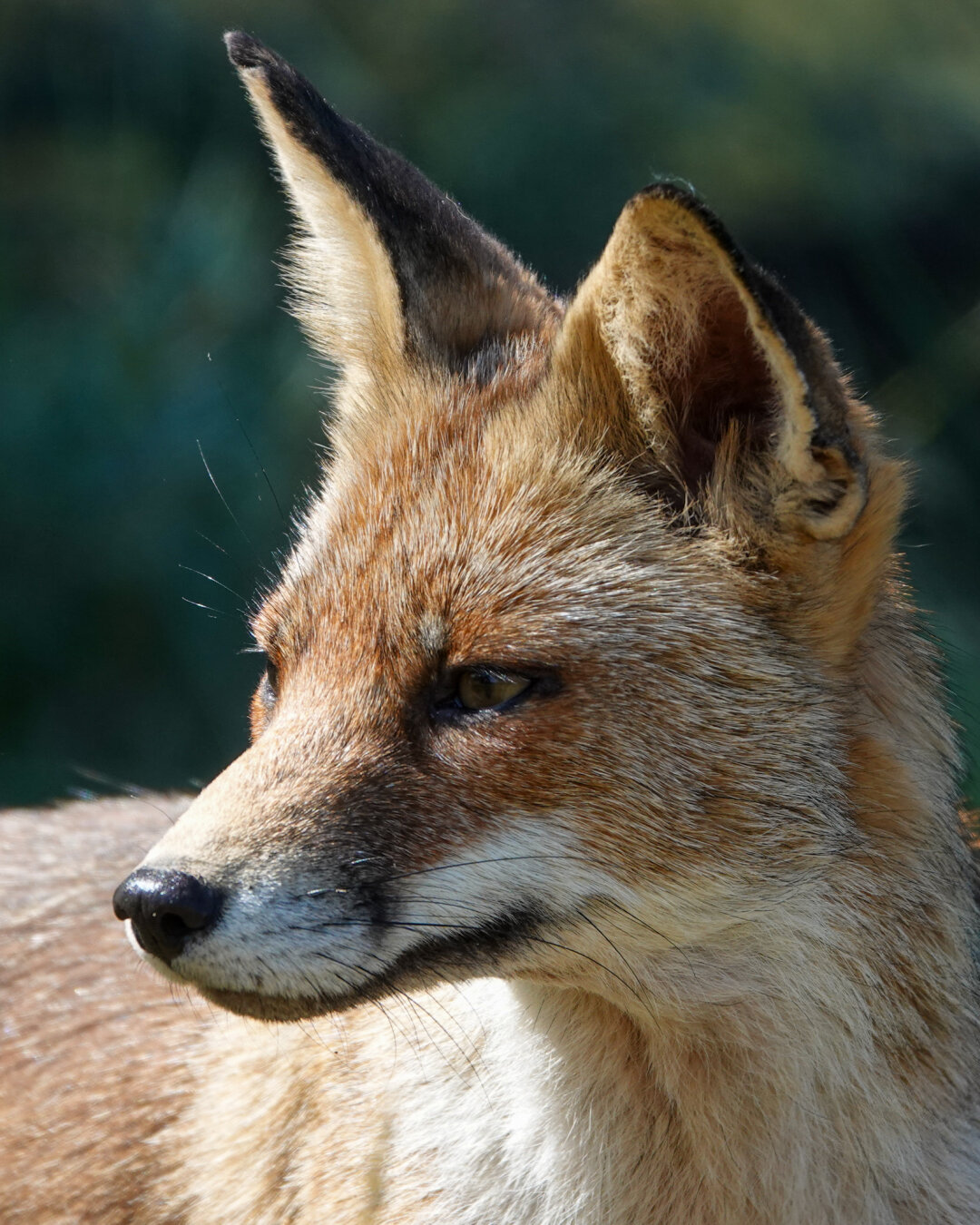 Red fox during waddle in the dunes.
#Nature #NaturePhotography #Wildlife