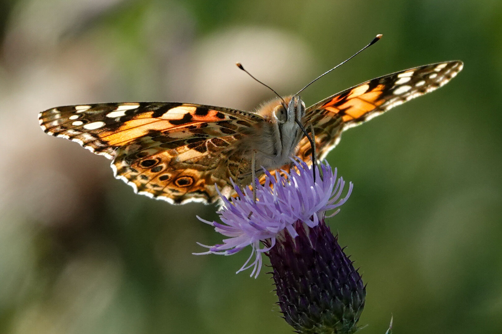A painted lady

#butterfly #butterflies #Nature #NaturePhotography #WaddleDay