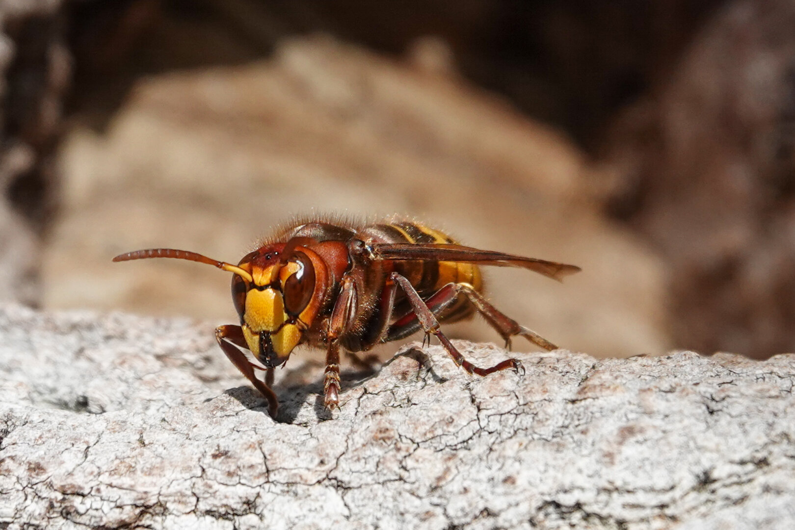 During my 5 hour waddle in the dunes I came across a hornets nest. Cool to see them flying in and out their nest. 

#Hornets #Nature #Wildlife #NaturePhotography