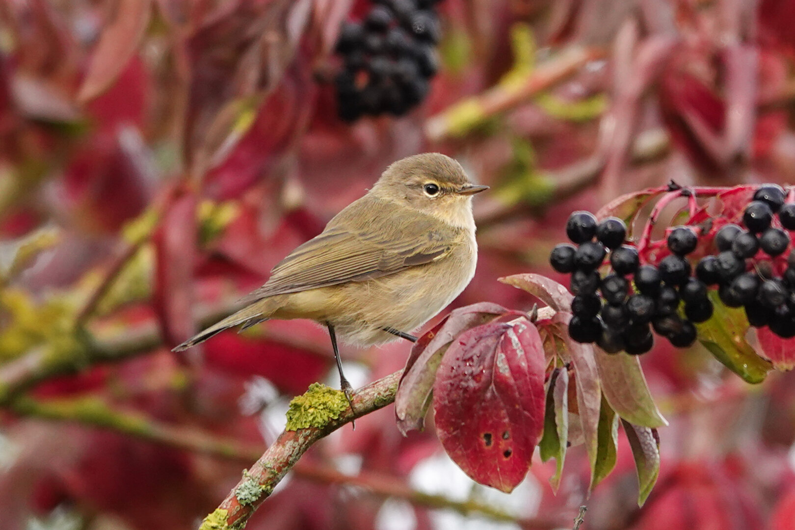 Chiffchaff in red

#Bird #Birds #Featherverse #BirdsOfFediverse #BirdsOfMastodon #BirdPhotography #Birding #BirdWatching #Nature #Wildlife #NaturePhotography
