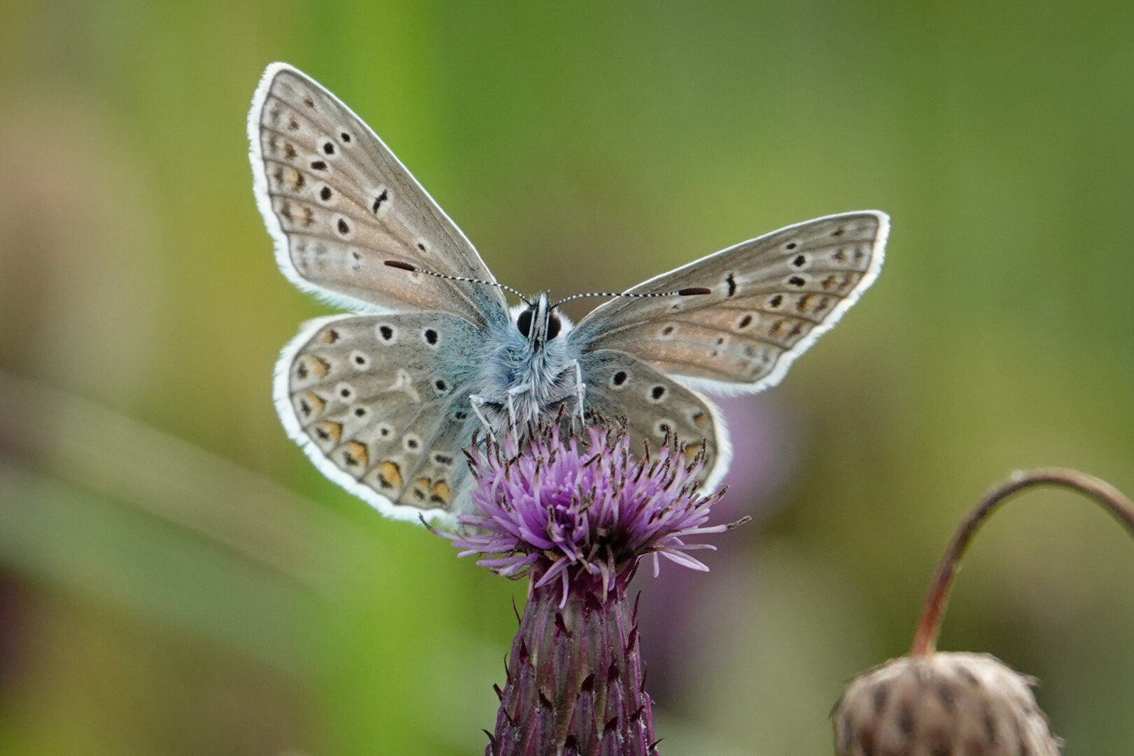 Common blue
#Nature NaturePhotography
#Butterflies