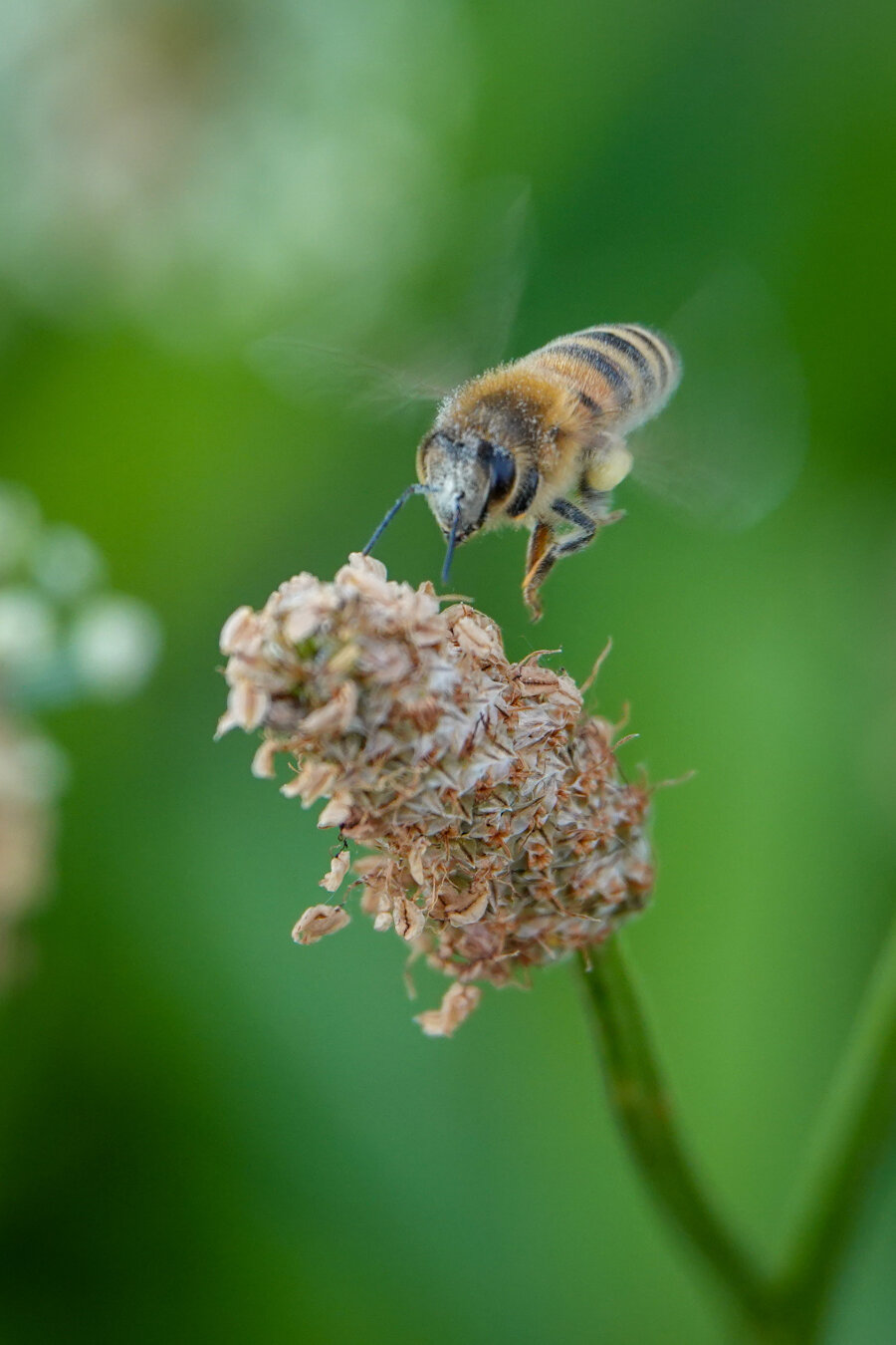 Honey bee flying to a whithered flower