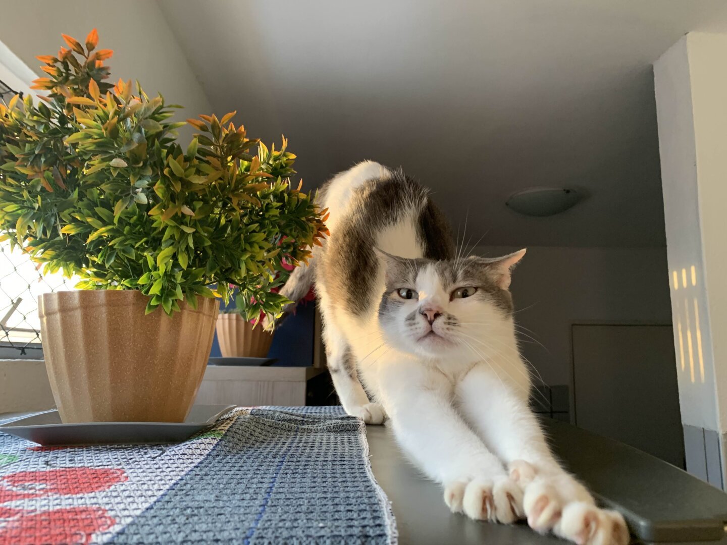 Um gato espreguiçando-se e um jarro de planta ao lado.