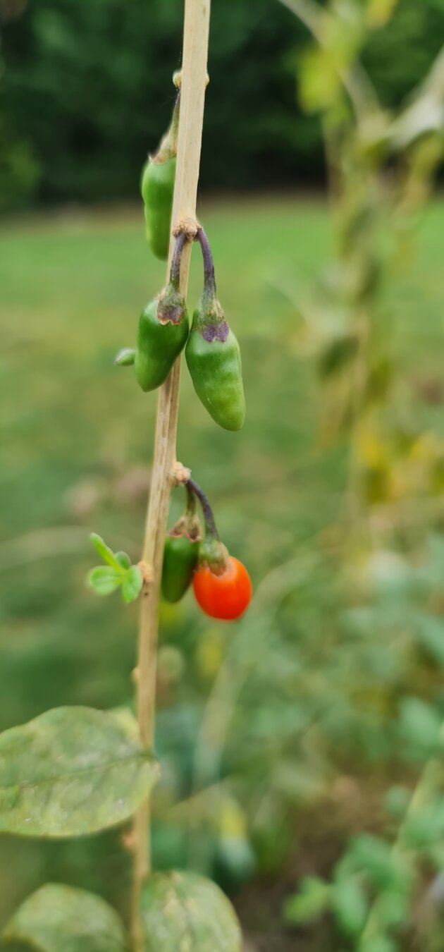 mes baies de goji
