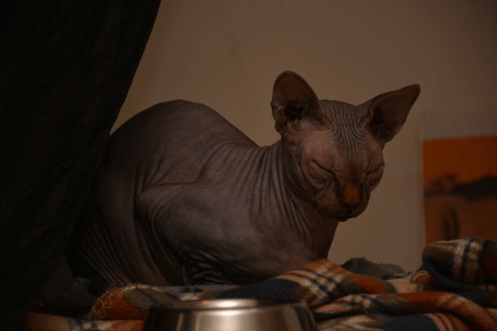 Chat sphynx couché avec le dos rond et les yeux fermés. La lumière est tamisée.