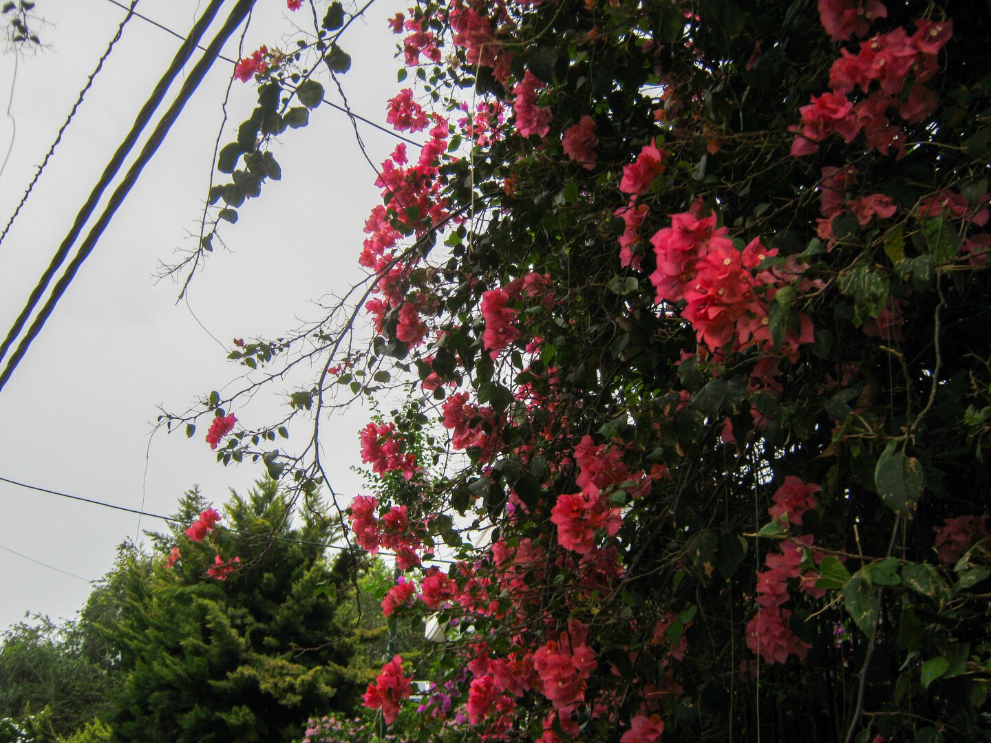 Bougainvillea