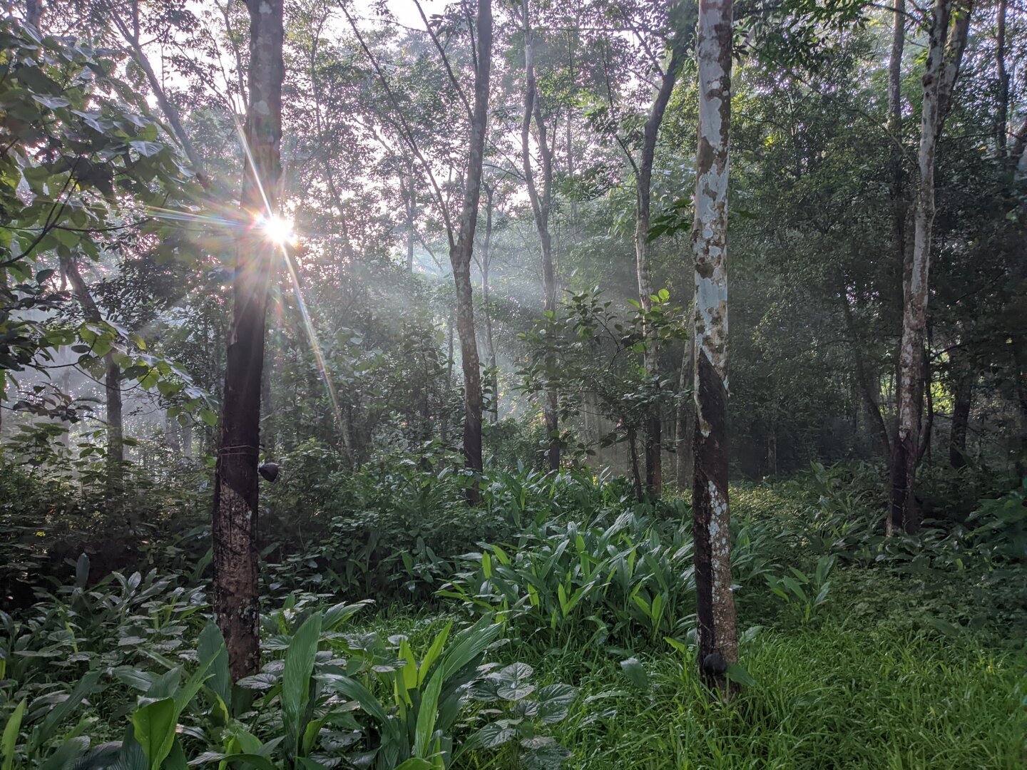 Sunlight causing a lens-flare; in a forest.