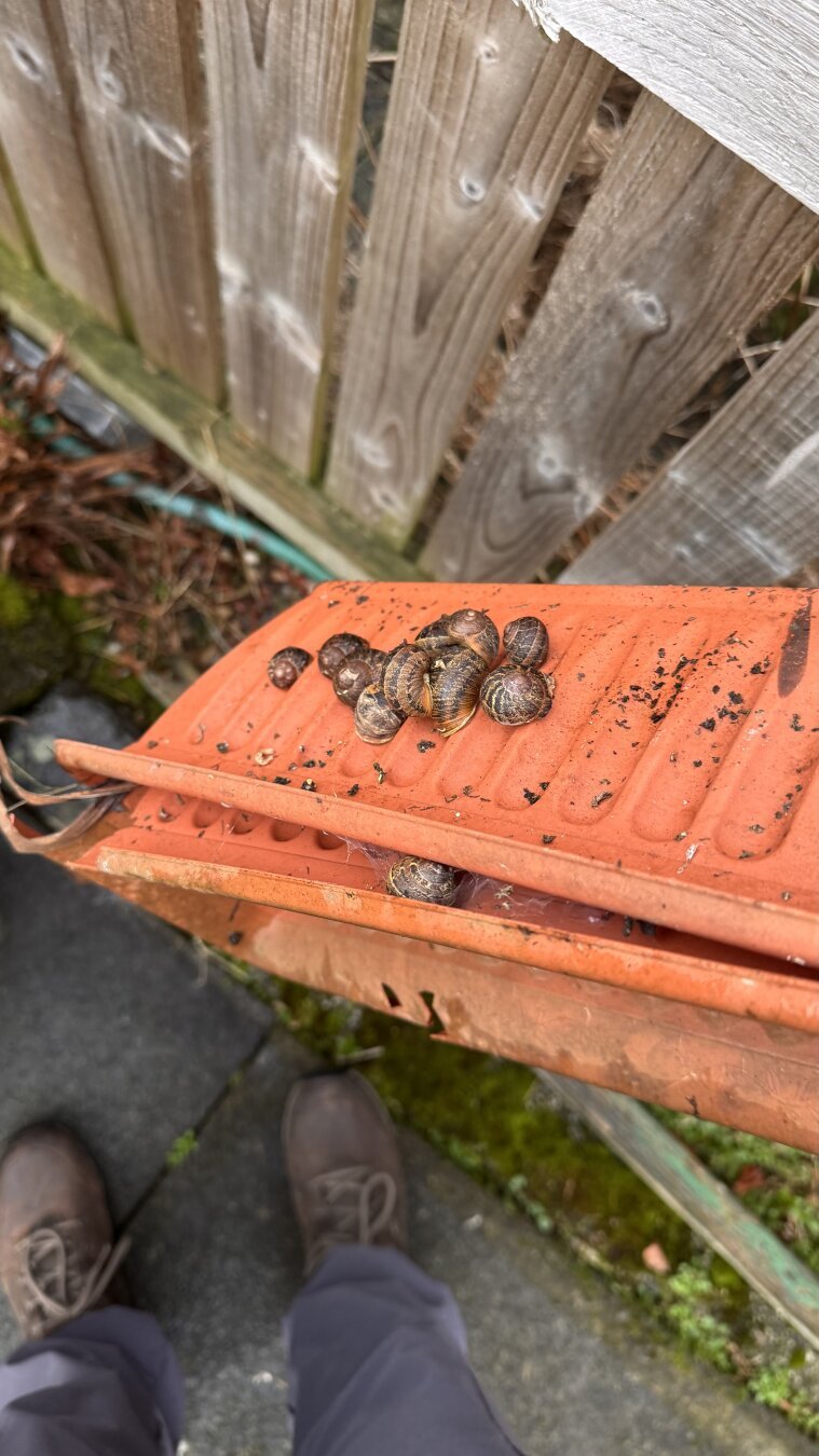 A snail colony attached to the side of a planter, held upside down. In the background you can see a garden fence and the shoes of the person taking the photo on a concrete slab.