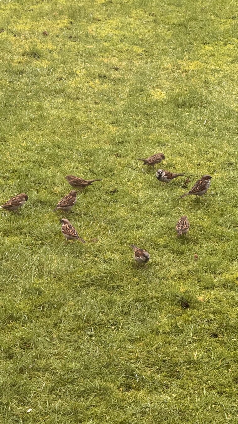 Lots of birds gathered in a garden eating seeds.