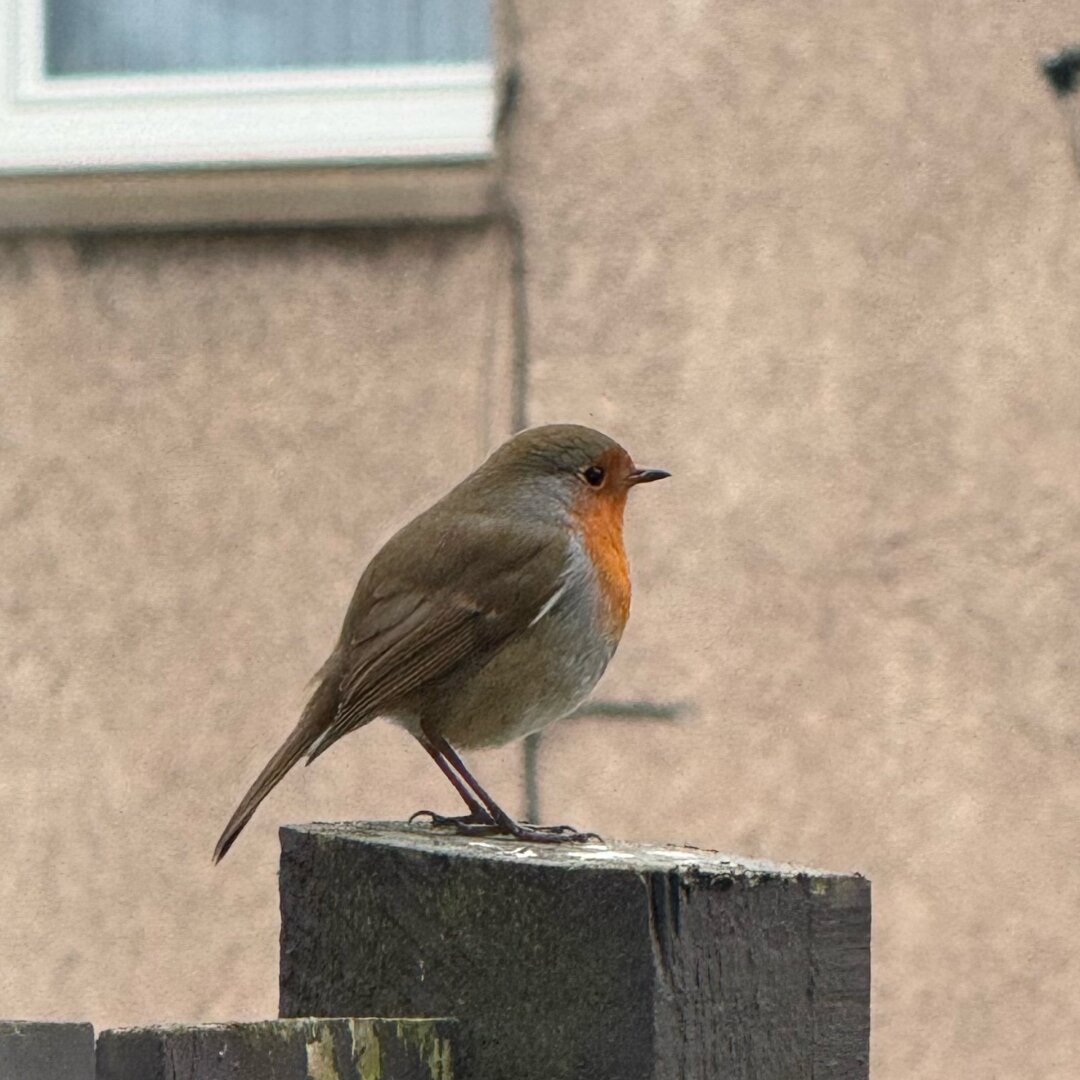 A Robin bird sitting on a fence with the wall and partial window from a house in the background.