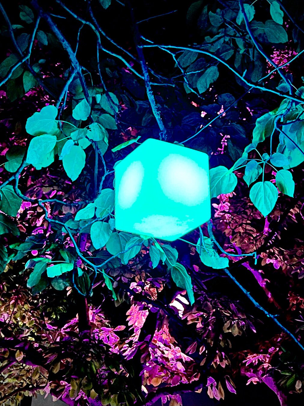 A turquoise cube of light suspended in the leaves and branches of a tree at dusk