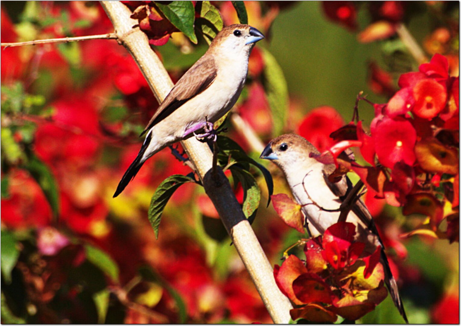 Two Indian Silverbill birds sitting on branches with red flowers on them.