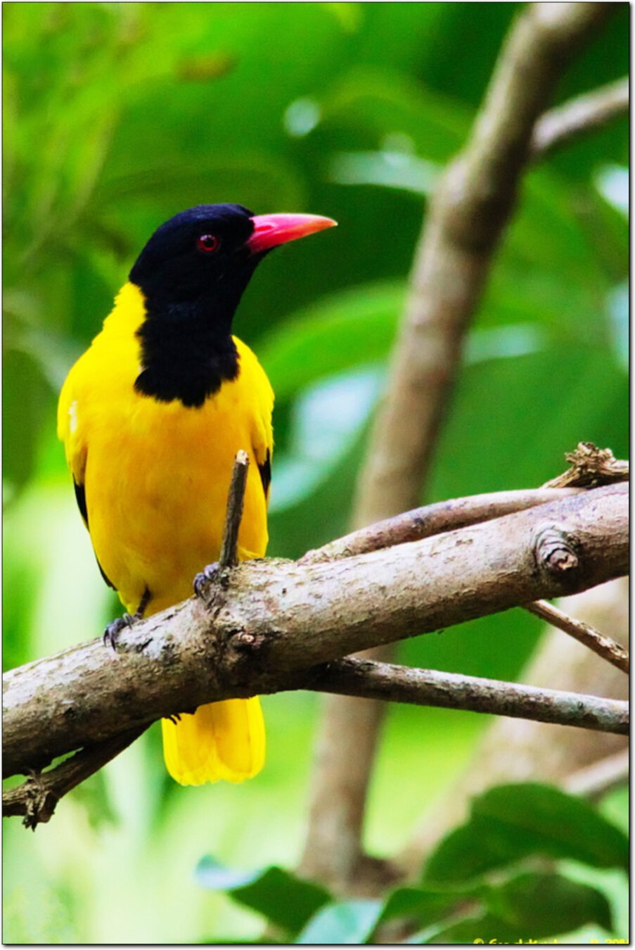 Photo of a black-headed oriole sitting on a tree branch.