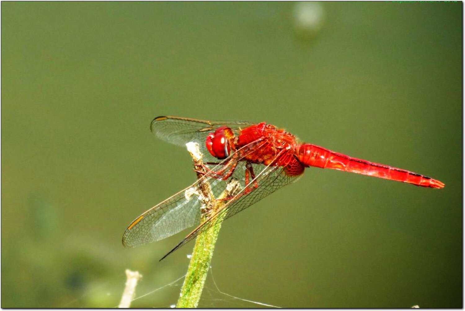 A ruddy marsh skimmer dragonfly sitting on a bush.