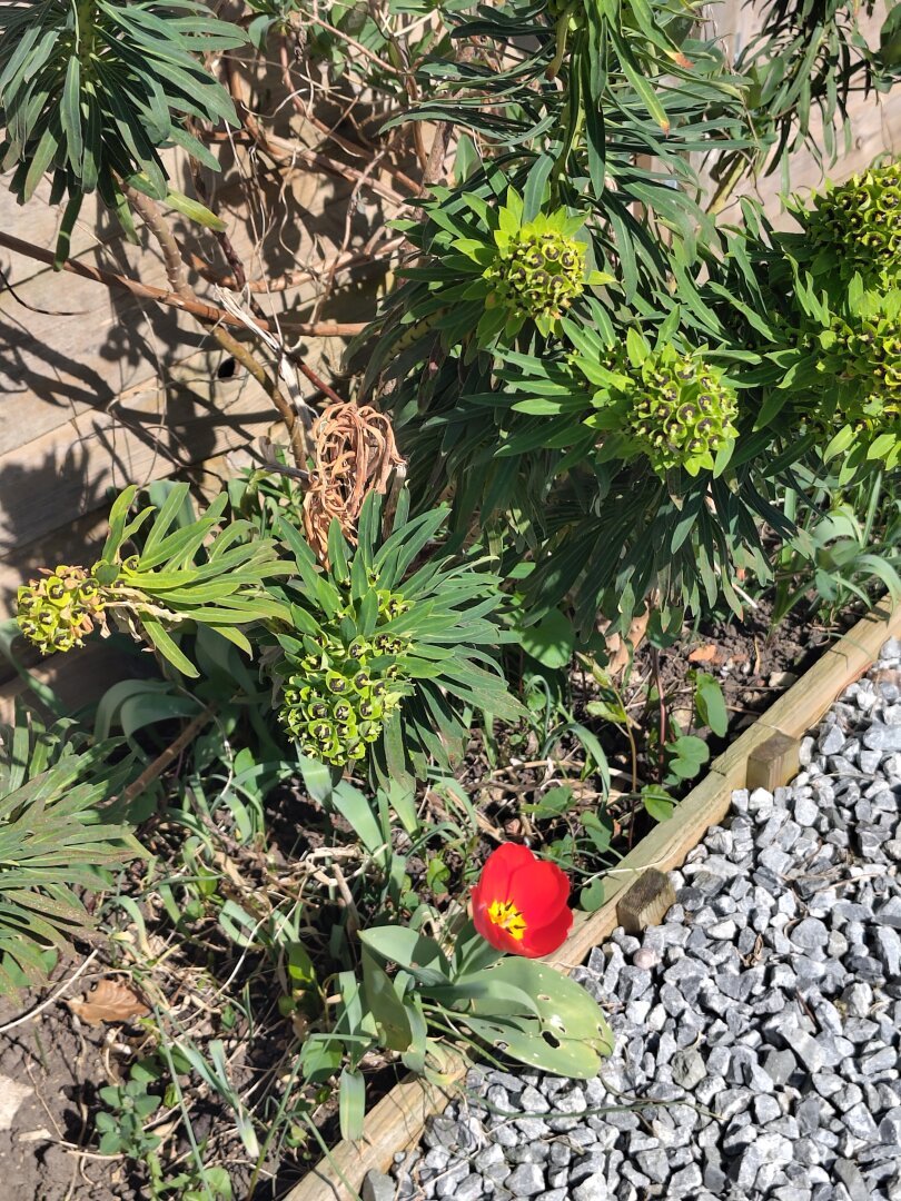 same tulip, from a different angle