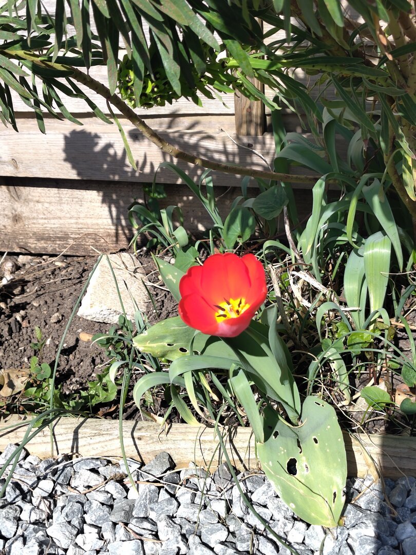A red, gorgeous tulip enjoying the sun