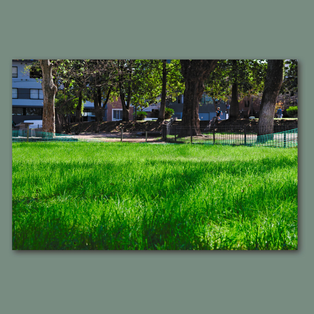 Lot of saturated green grass in front some trees in a city square.