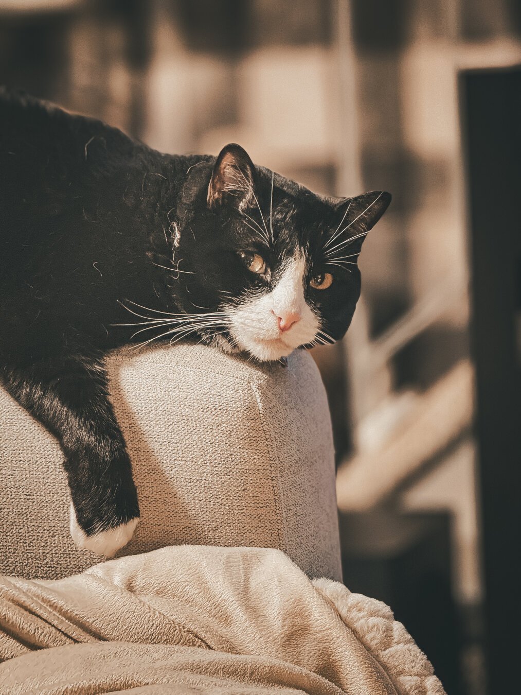 Tuk perched on the couch