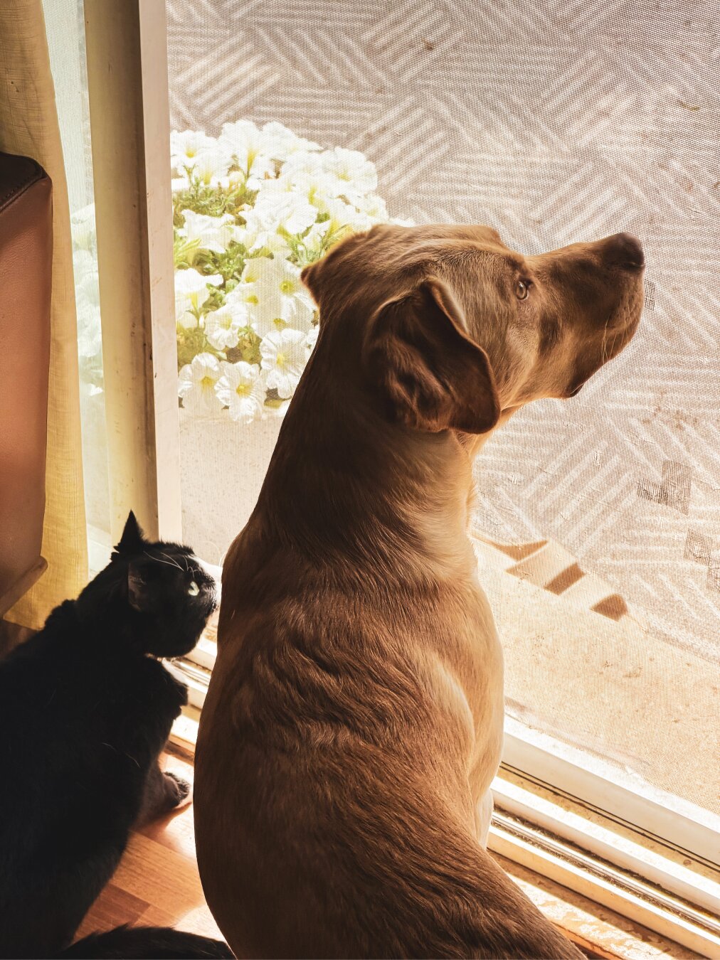 Tuk the cat and Jake the dog watching some birds in the backyard