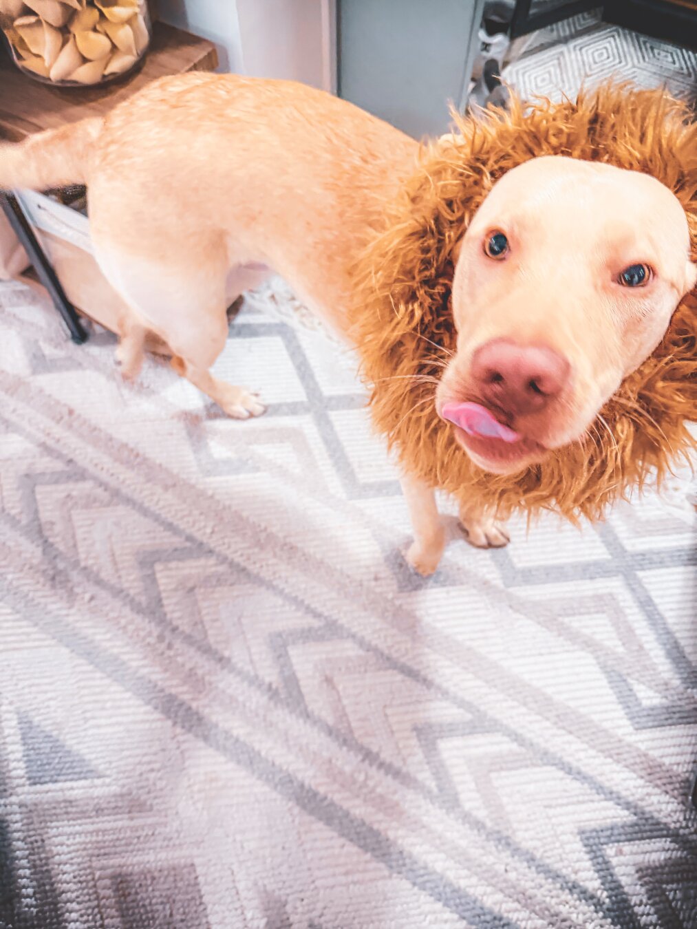 My pupper Jake (Labrador Retriever) wearing his lion mane, looking at his next snack, you. He will lick you until you play fetch, he is relentless, so beware and pack a spare dog toy in case you come into contact.