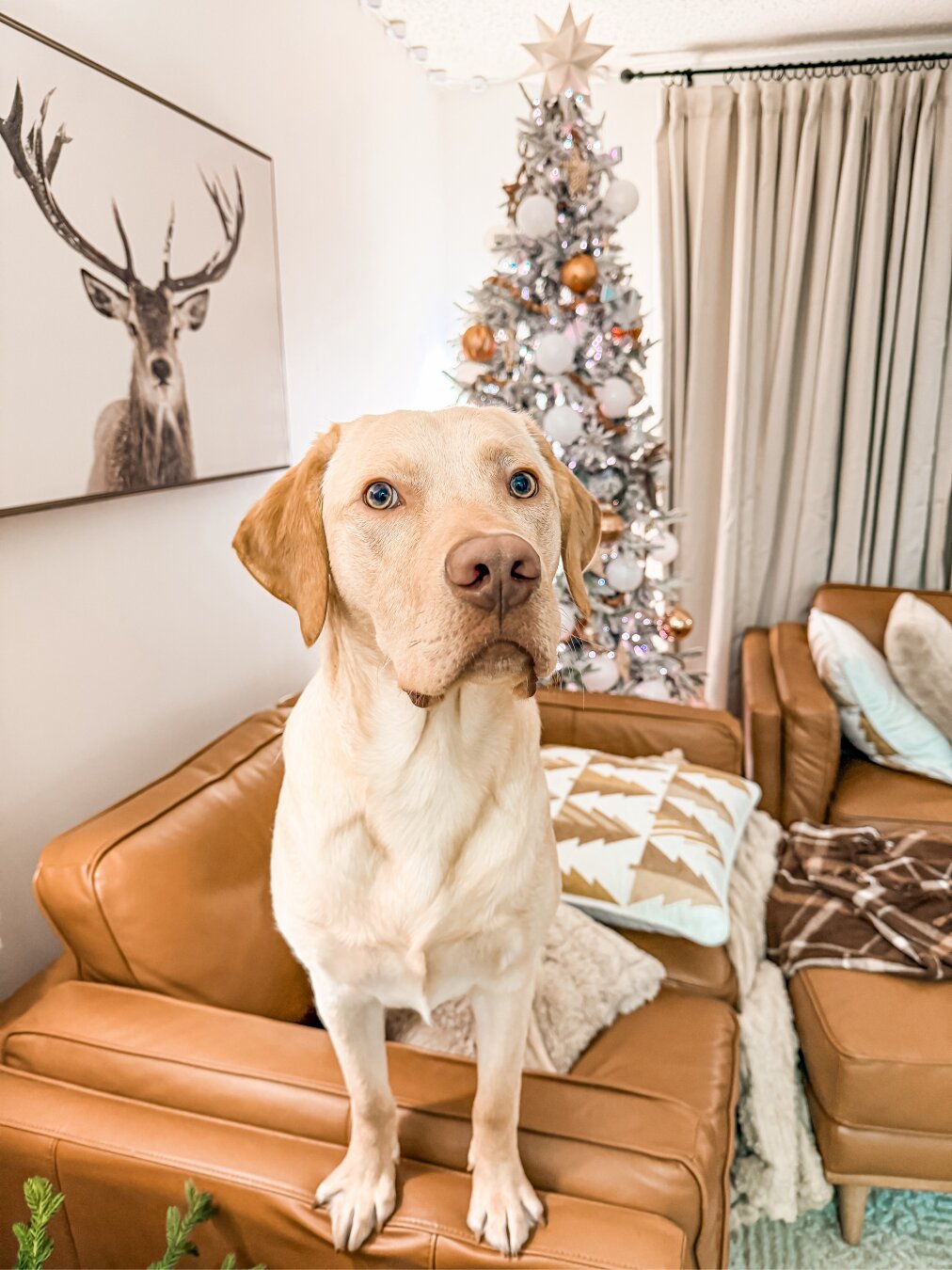 Itโs a trick question of course he does