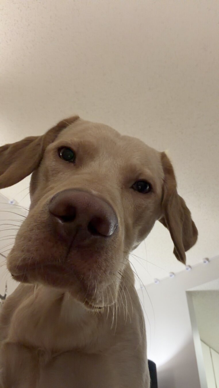 Jake the labrador retriever puppy verifying you a have a great day and barking at anything stopping you from having a great day