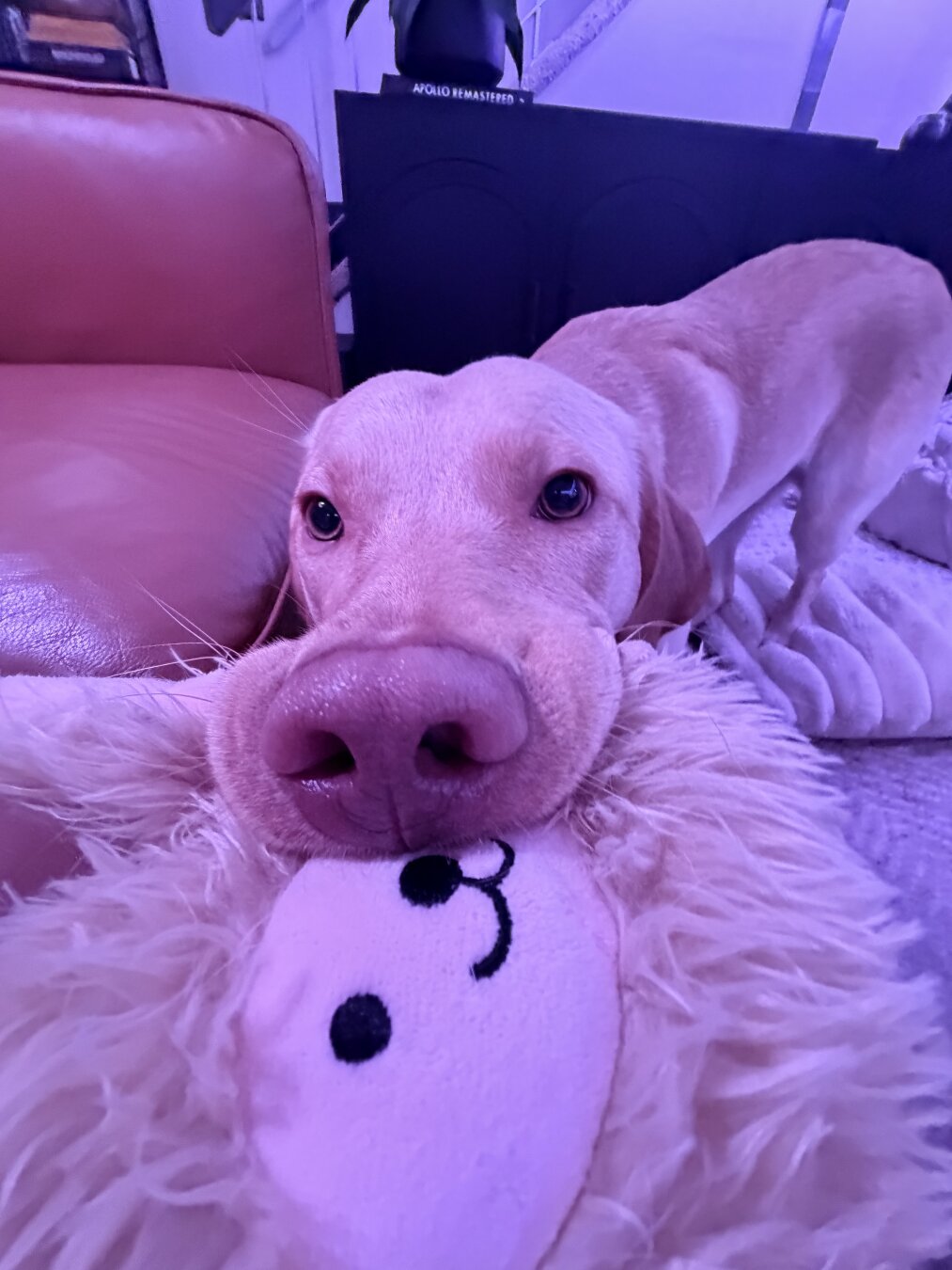 Jake my lab puppy with his favourite new toy in his mouth
