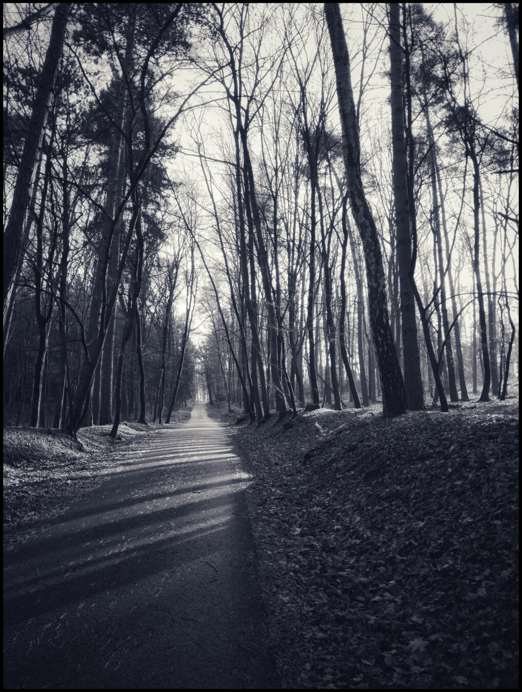 Black and white image of a road cutting through a forest hill.