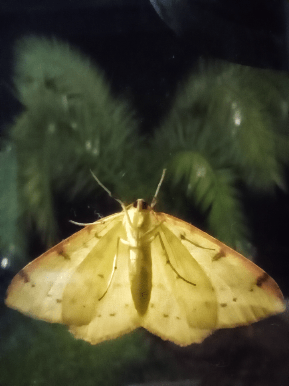 A yellow moth backlit sitting on a window pane with wings spread, and palm leaves blurred in background also resembling wings.