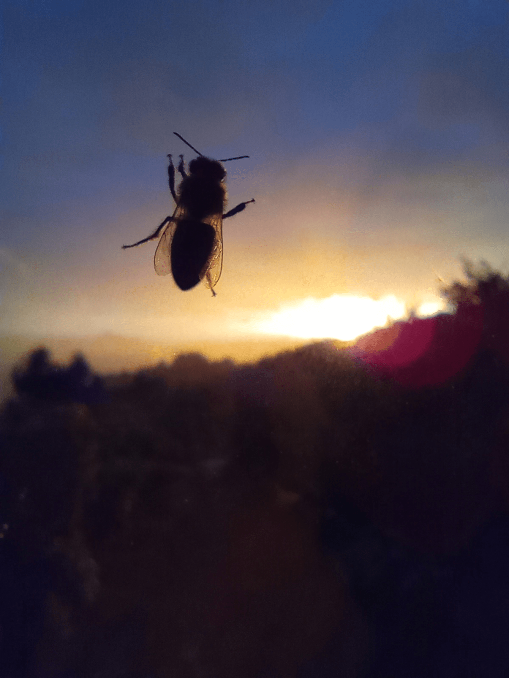 Photo of a bee silhouette with blurred sunset in background.