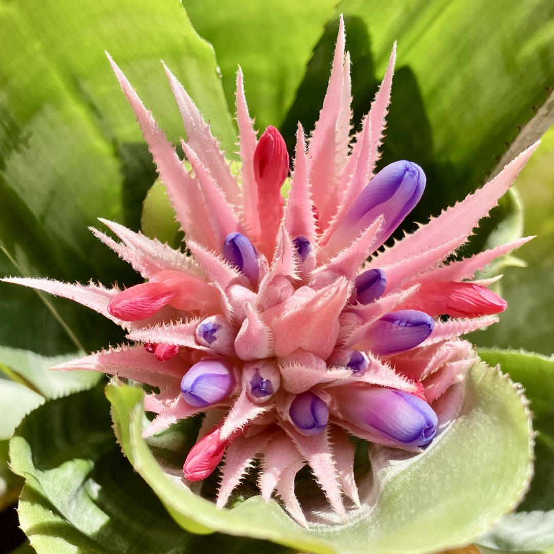 A close-up of a flower bud surrounded by green leaves. The bud is covered in spiky, pink bracts with white, hair-like structures. Emerging from the center are multiple purple and pink flower buds, some still closed, others beginning to open.