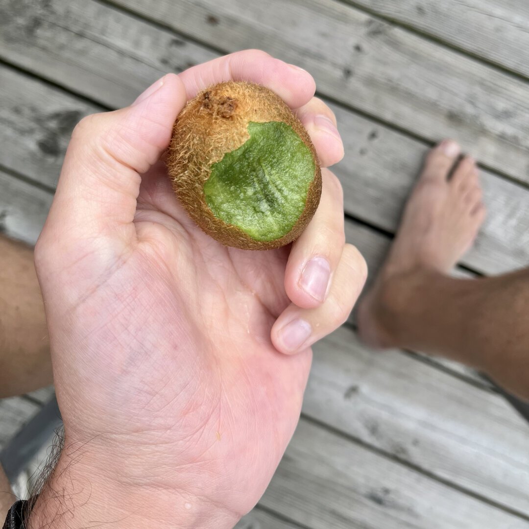 A kiwi in my hand, eaten with the skin