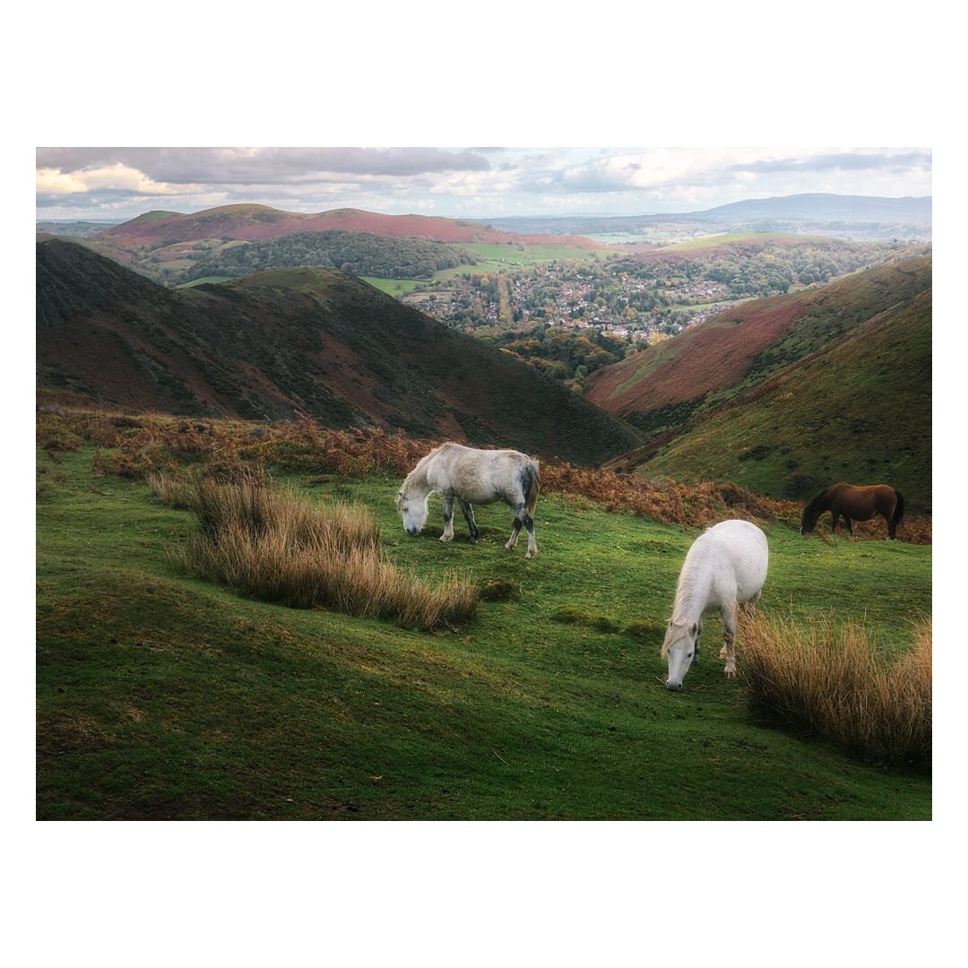 A grey and a chestnut pony graze peacefully on lush green moorland dotted with patches of golden-brown tussock grass in the foreground, within a dramatic V-shaped valley framed by steep darkly-vegetated hillsides in shades of moss green and russet brown. Beyond the valley, the picturesque market town of Church Stretton nestles amongst clusters of trees in the middle distance, its buildings rendered small by scale but clearly visible amidst autumnal woodland in yellows and greens, whilst the distinctive rounded summit of Hope Bowdler Hill rises majestically in the far background with similar autumnal colouration. The landscape extends further still to distant purple-hazed ridges and the faraway Clee Hills, all beneath a pale sky scattered with soft white clouds, creating a quintessential Shropshire Hills vista that captures the essence of the moorland's pastoral character and dramatic topography.