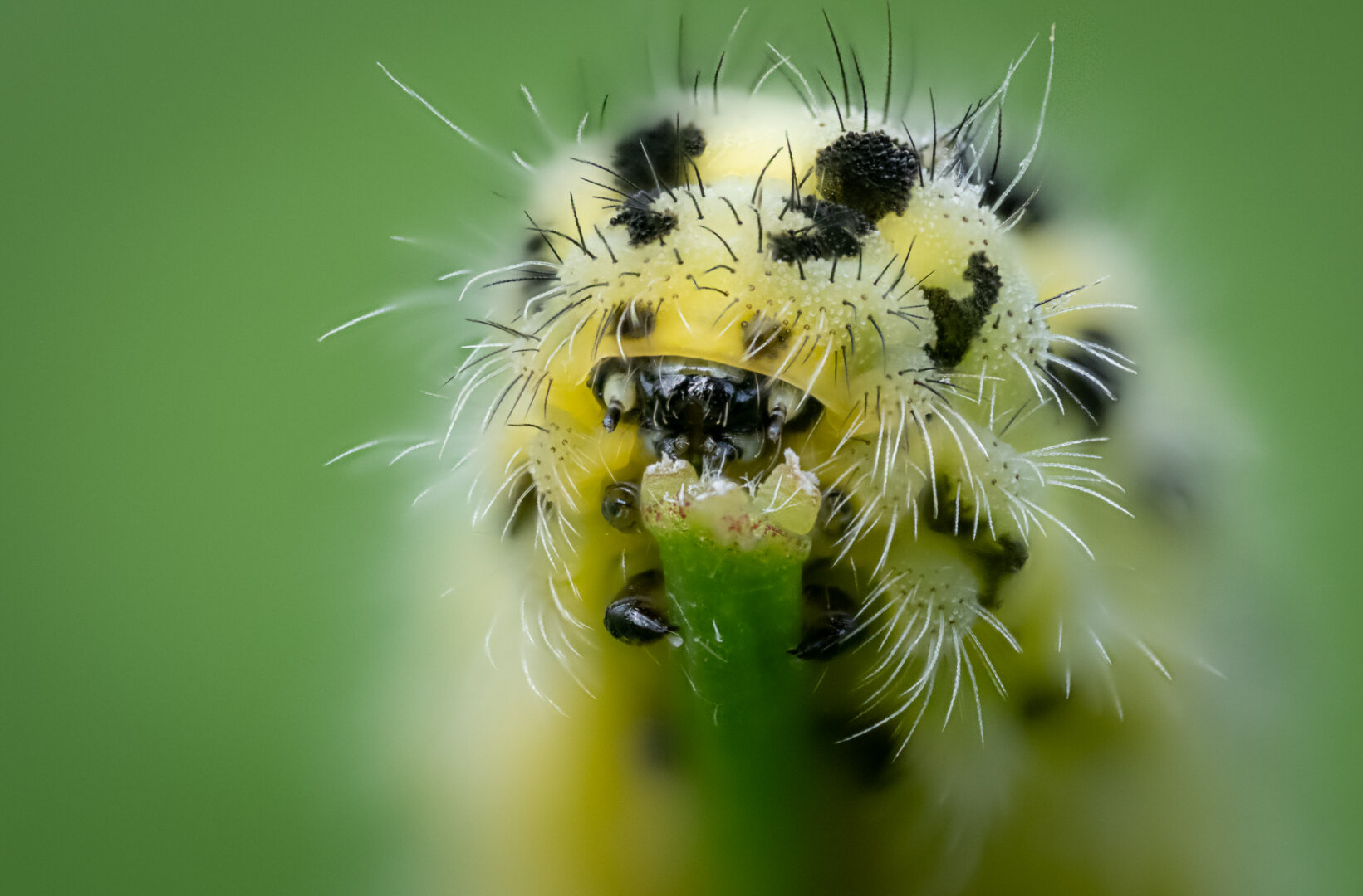 six-spot burnet (Zygaena filipendulae)