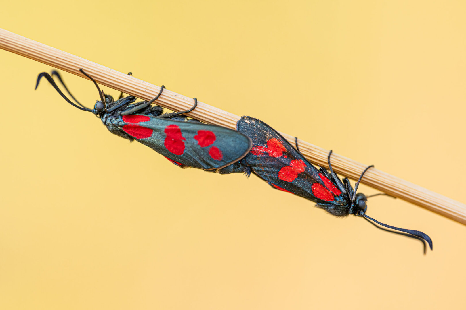 six-spot burnet (Zygaena filipendulae)