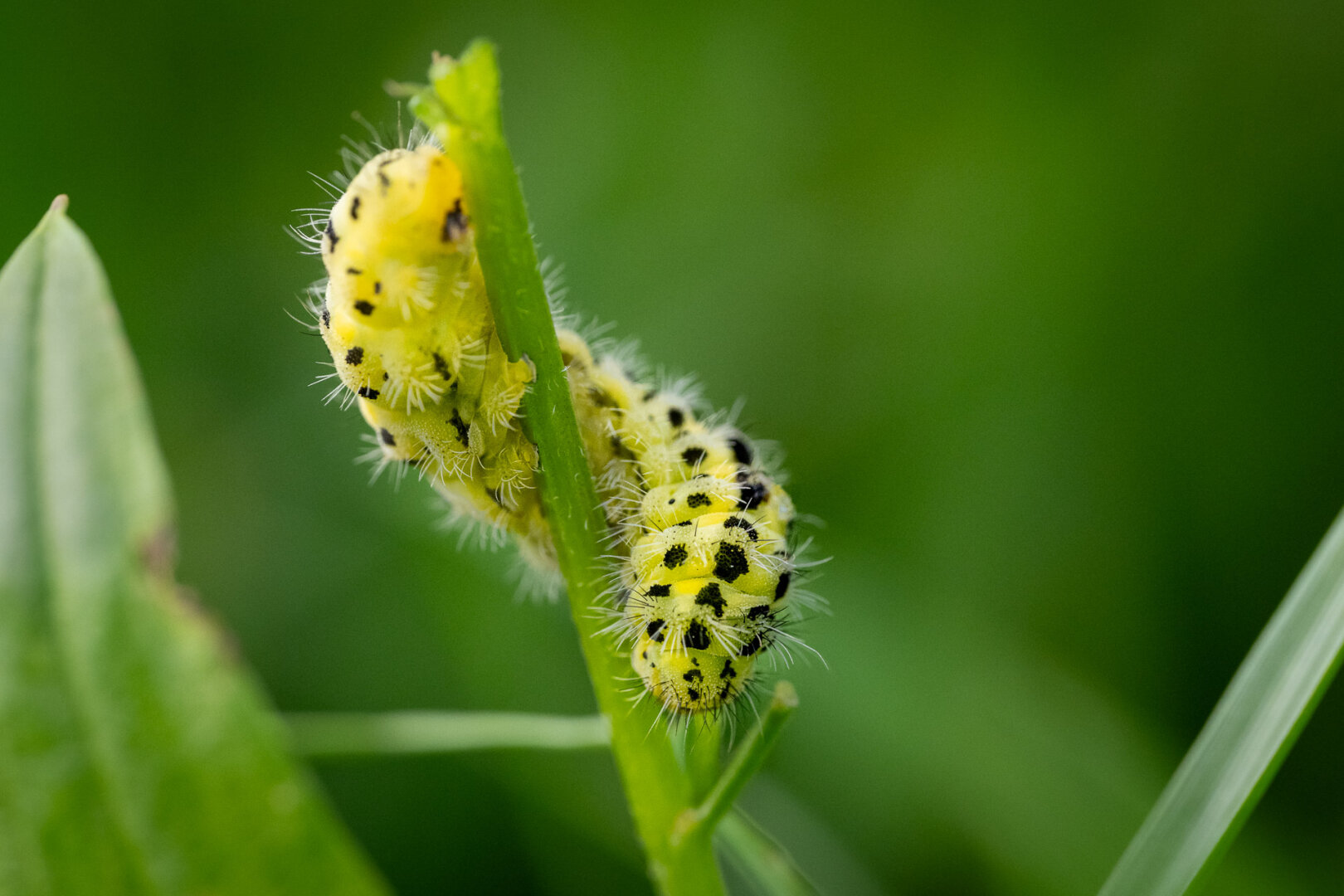 six-spot burnet (Zygaena filipendulae)