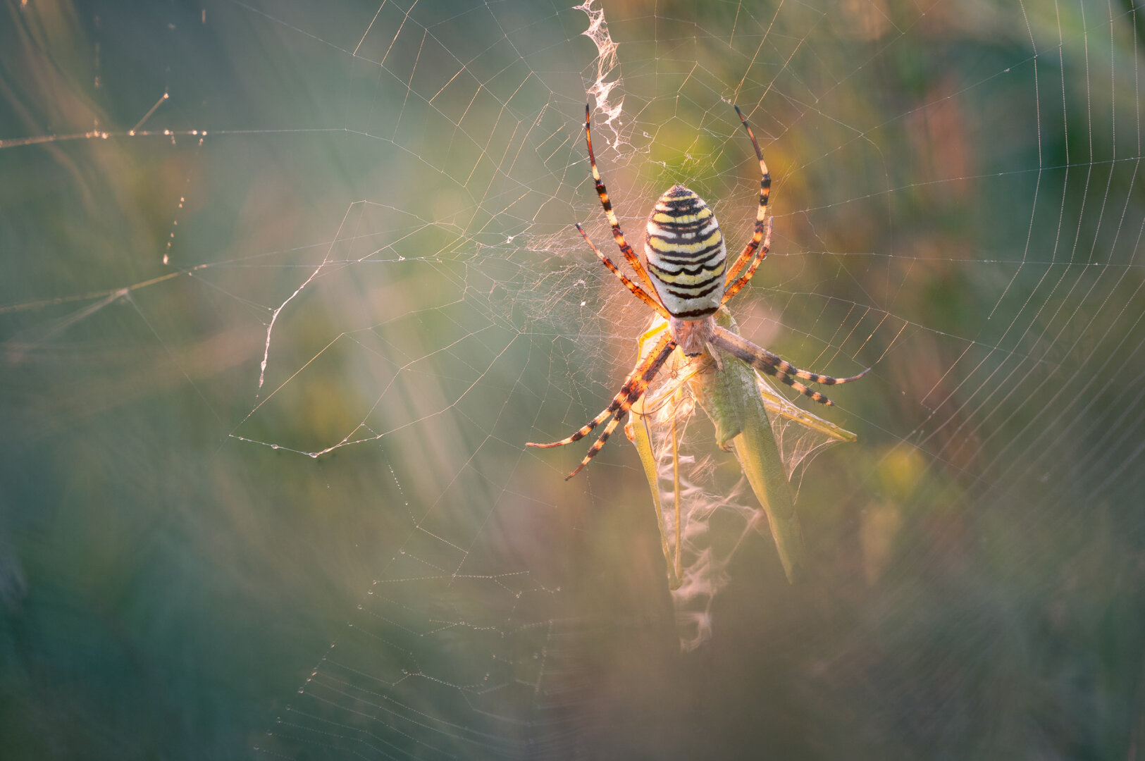 Spider