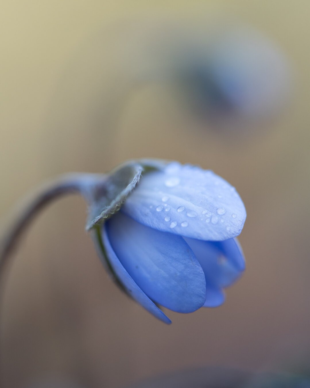 Leberblümchen