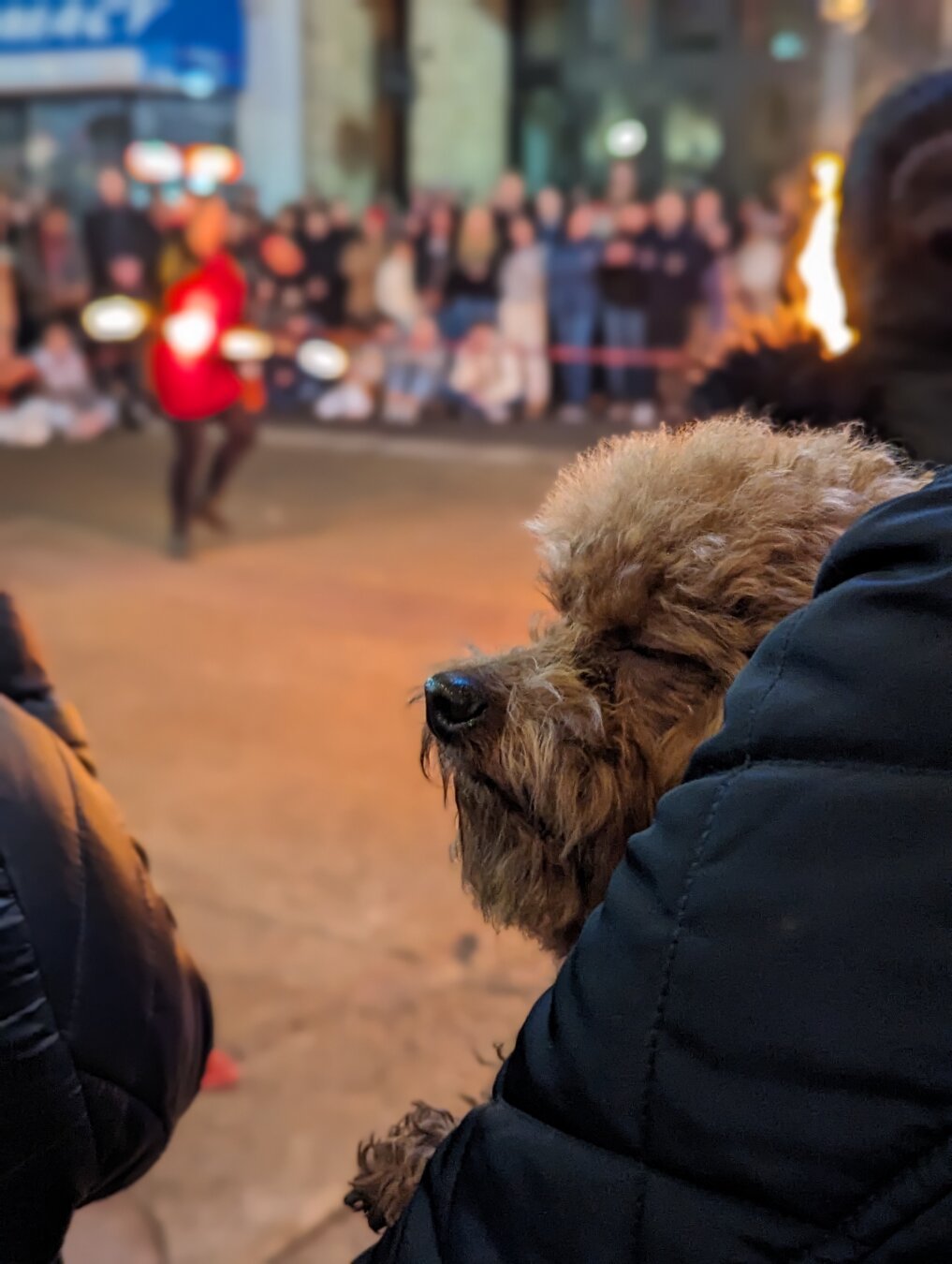 Dog blinks in foreground, fire dancers dance in background in front of audience on a evening street.