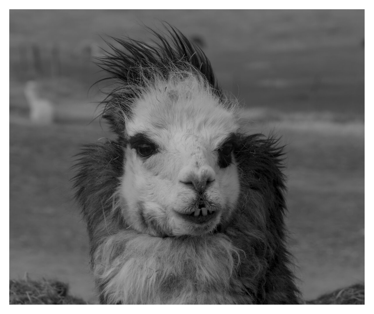 Portrait of an alpaca