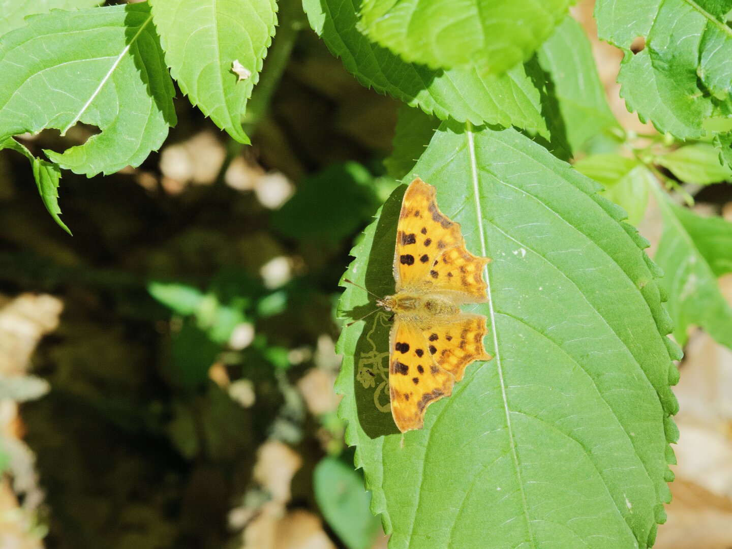 Orange butterfly weith black and brown spots on a green leaf