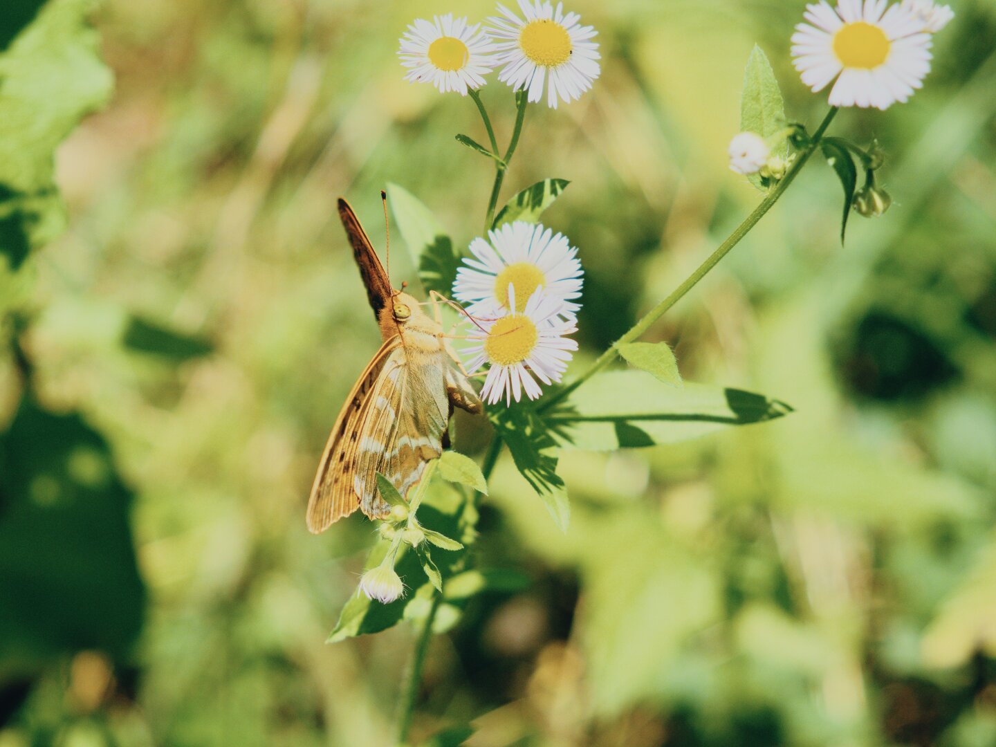 Colorful butterfly on a flower with yellowish green bokeh, lower austria