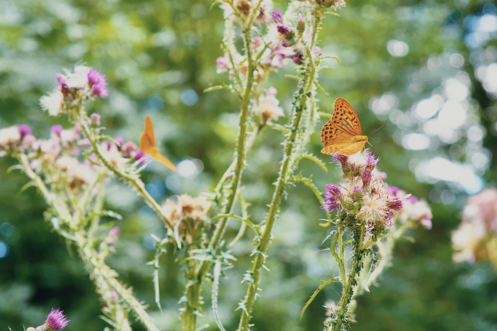 Orange butterfly with black spots on a flower with green bokeh in the background, wachau, lower austria